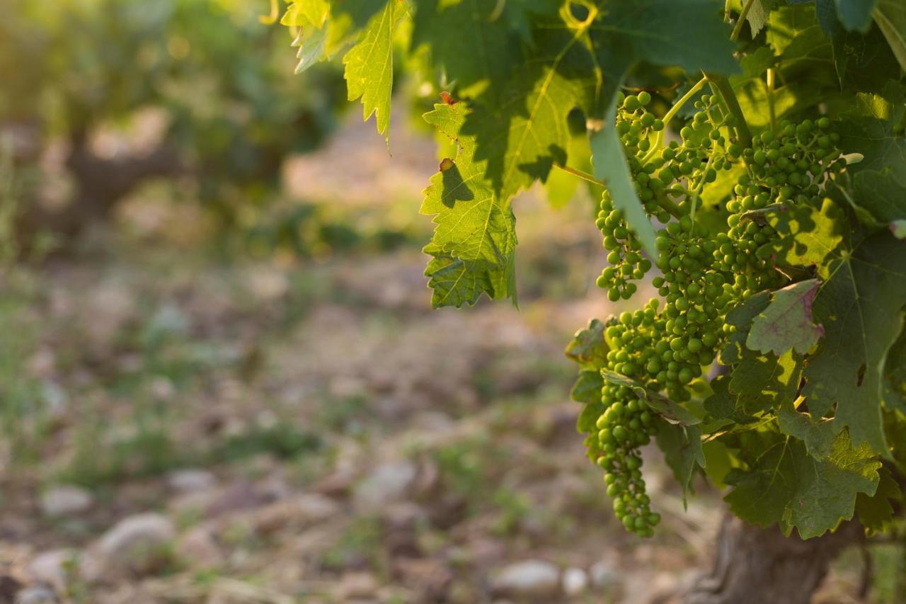 Hotel Torremilanos Aranda de Duero Zewnętrze zdjęcie